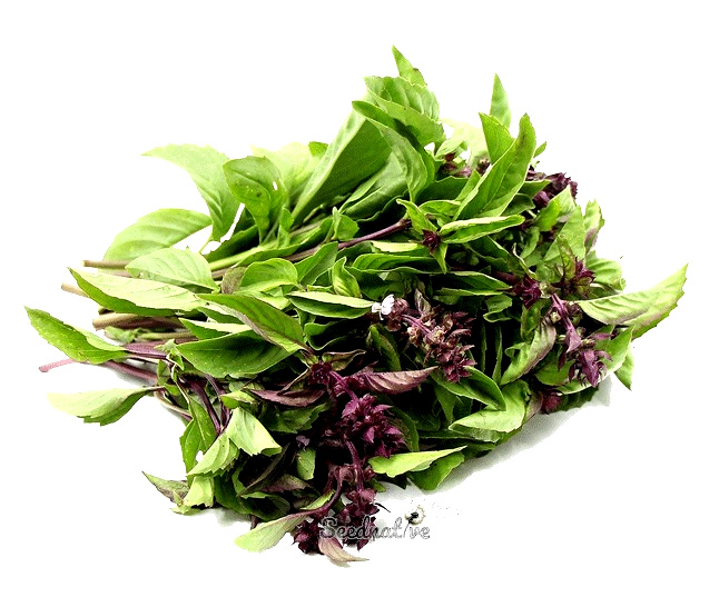 Ocimum basillicum cinnamon - Albahaca Canela - 1000 semillas 