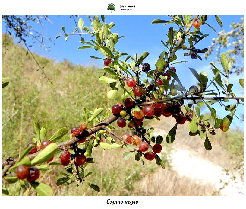 Rhamnus lycioides oleoides - Espino negro - 50 semillas - Back hawthorn