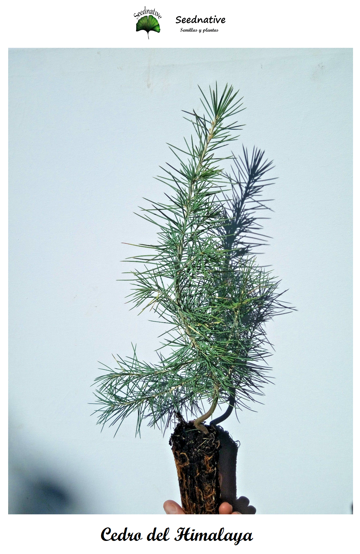 Planta de Cedro del Himalaya - Cedrus deodara - 2 Años 