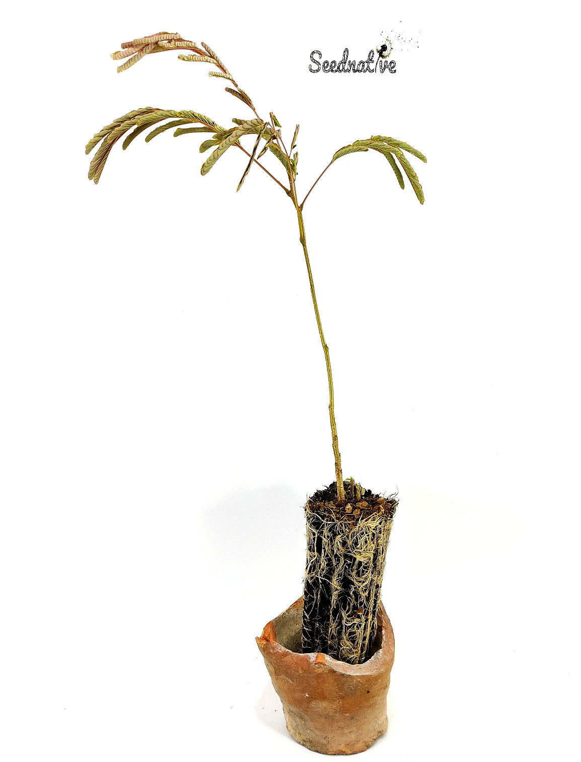 Planta de Árbol de la seda - Albizia julibrissin 