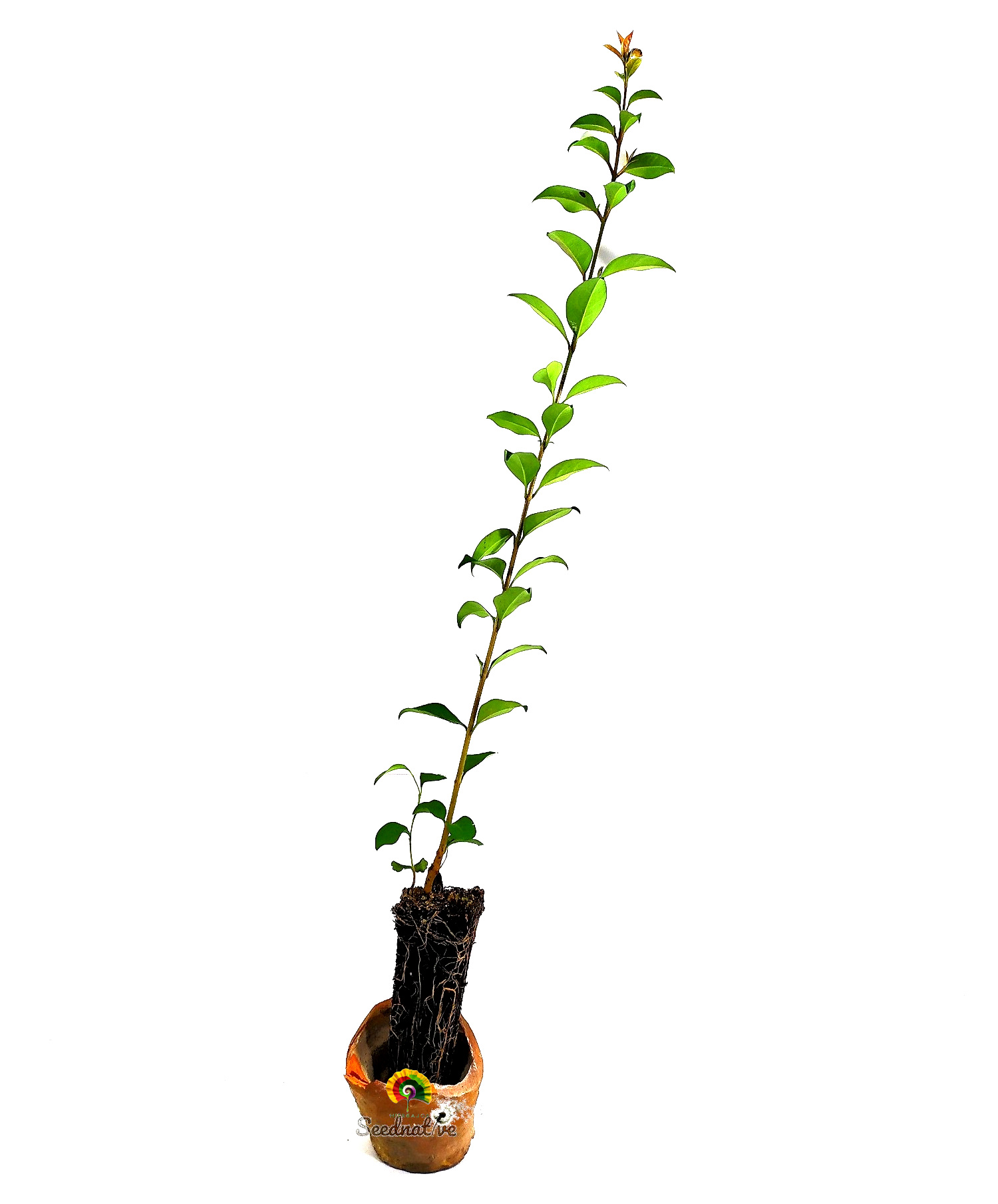 Planta Ligustrum japonicum - Aligustre del Japón