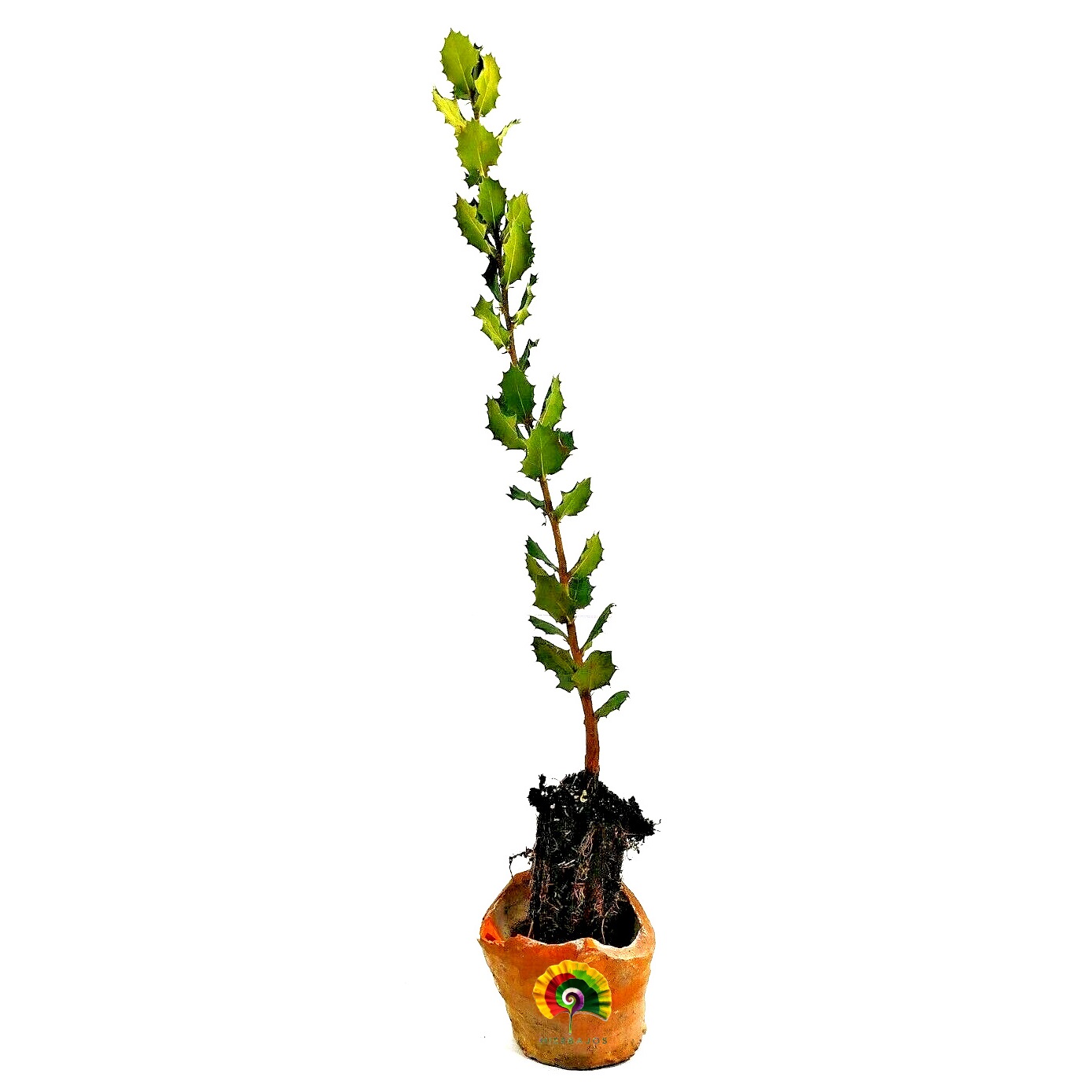 Planta Quercus ilex ballota - Encina