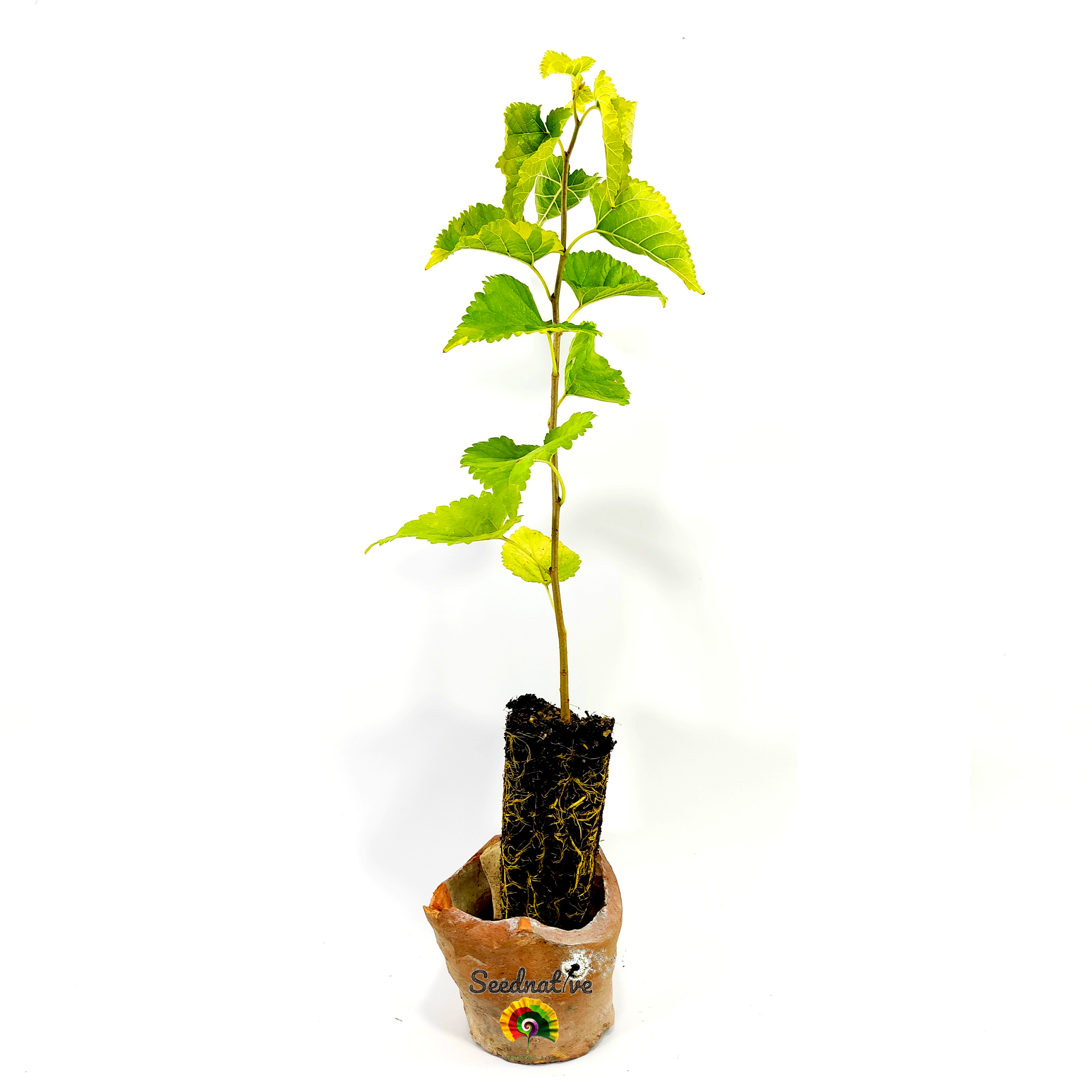 Planta Morus nigra -  Morera negra