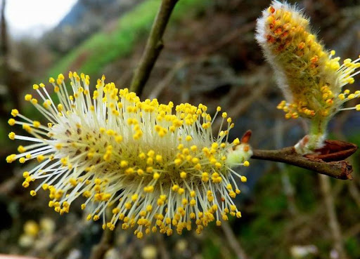Planta de Sauce cenizo - Salix atrocinerea - 2 Años