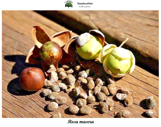 Argyreia nervosa - Rosa Lisergica - 10 semillas