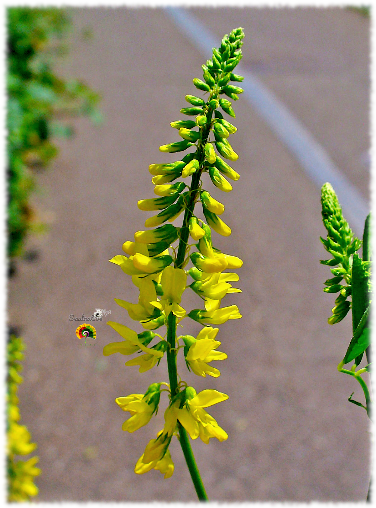 Melilotus officinalis - Trebol dulce - 5000 semillas