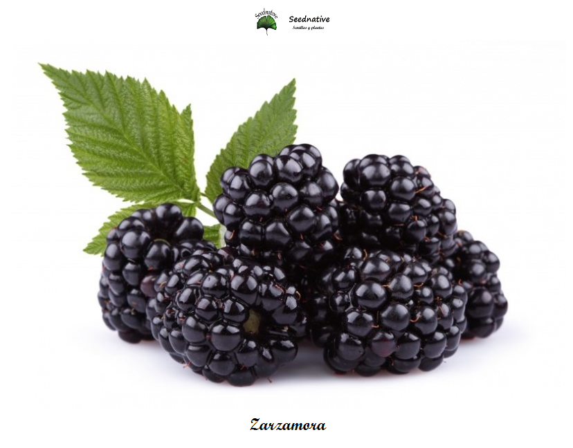 Rubus ulmifolius - Zarzamora - 300 semillas