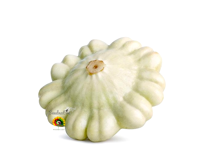 Calabaza Patisson Blanc - 25 semillas 