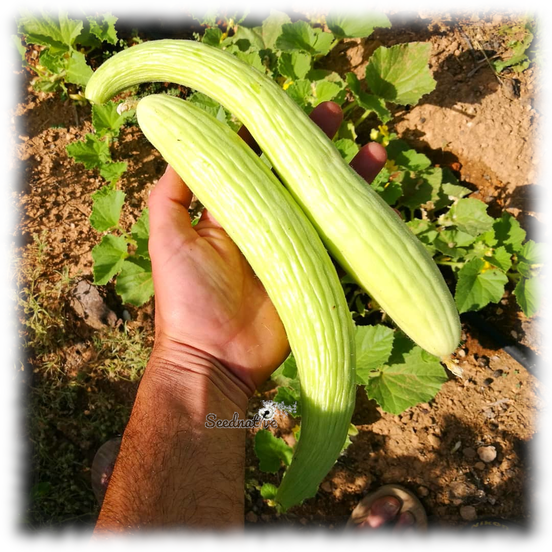 Pepino Alficoz - Cucumis melo flexuosus - 50 semillas 