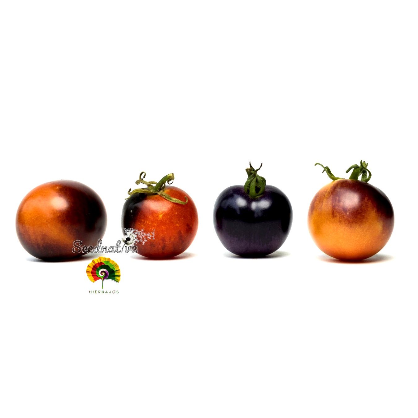 Tomate Indigo Rose - 25 semillas 