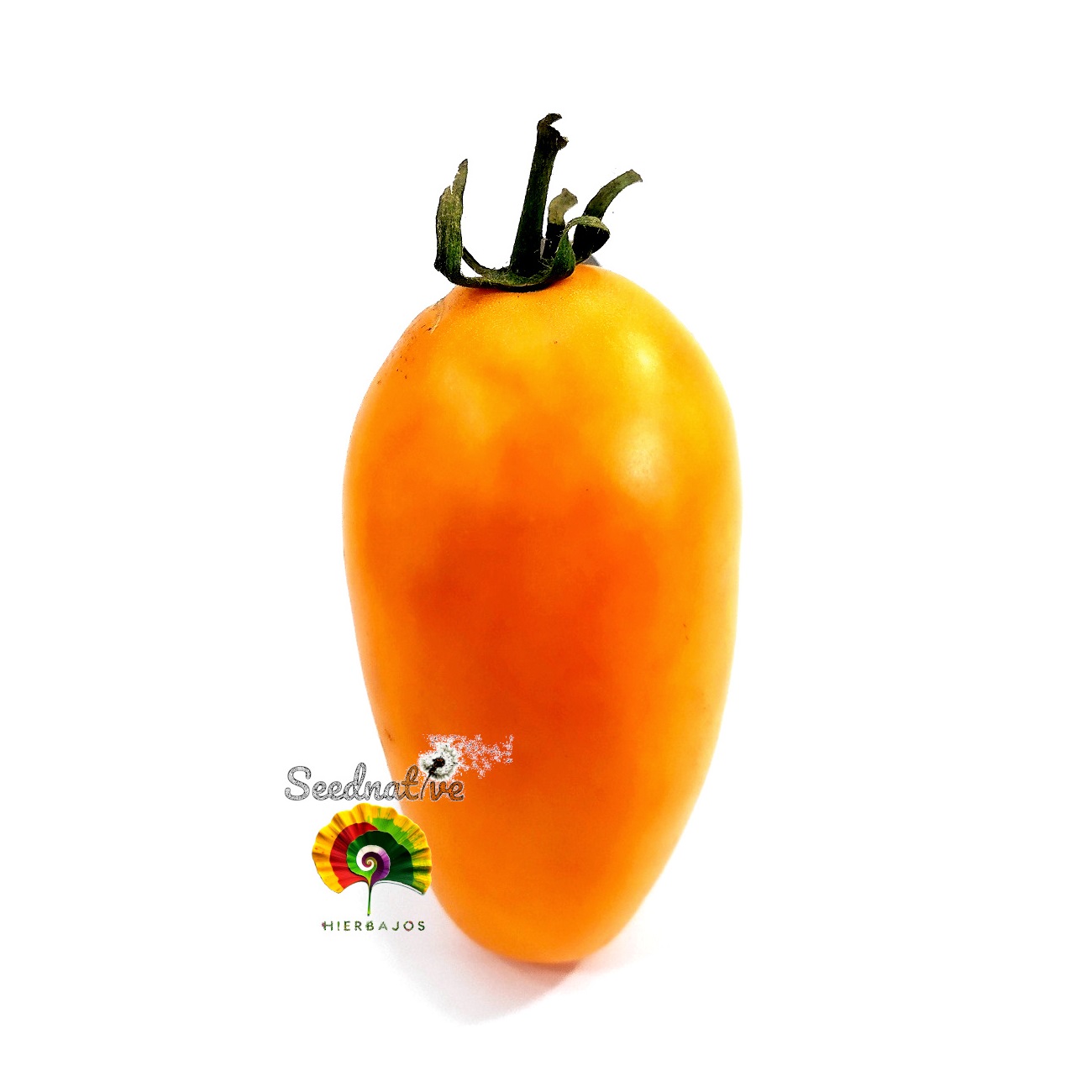 Tomate Tschuchloma - 30 semillas 