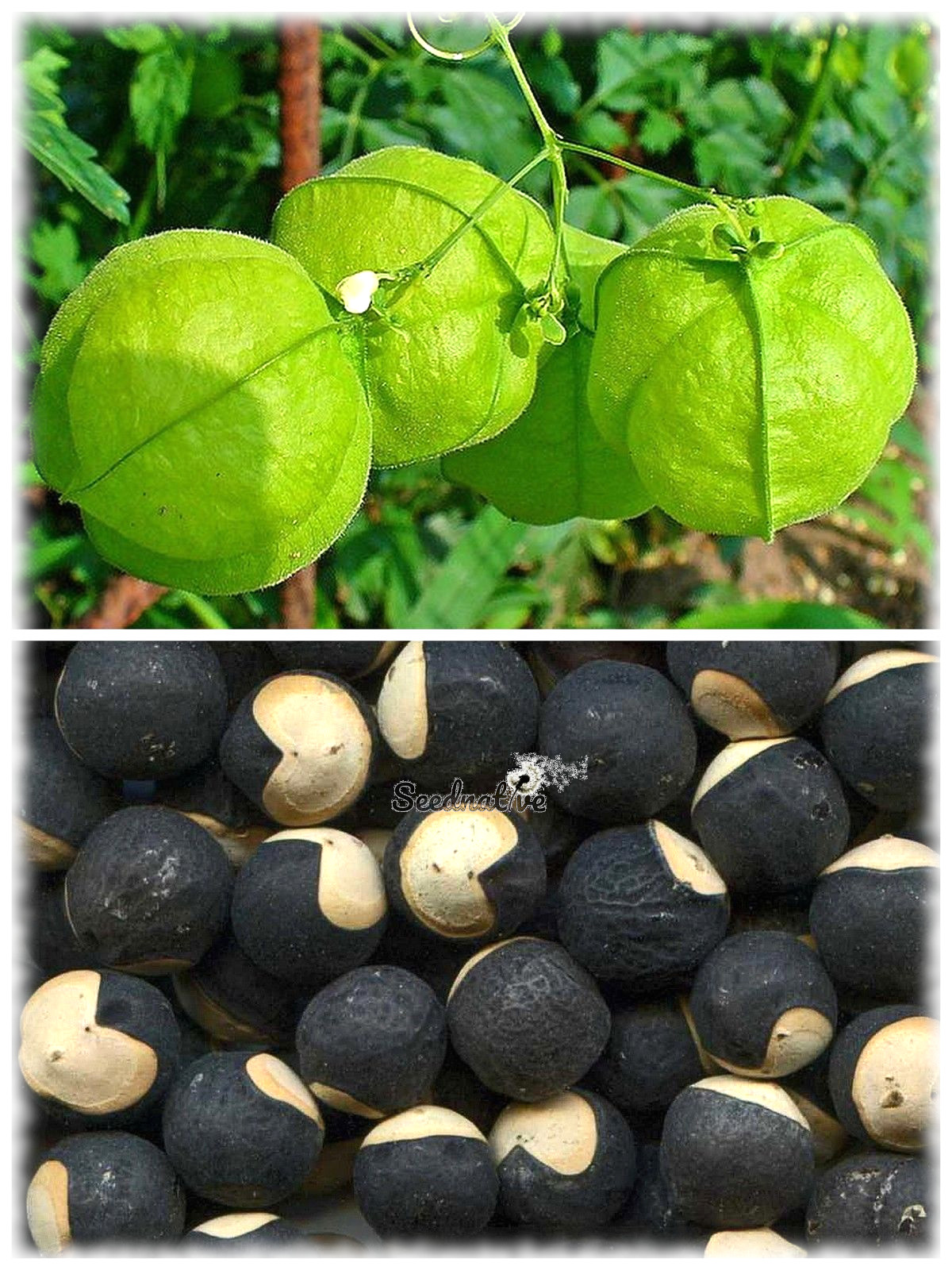 Cardiospermum halicacabum - Farolillos - 15 semillas