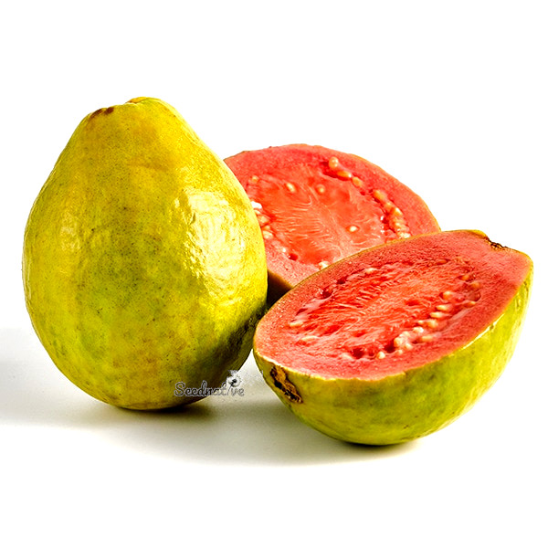 Psidium guajava - Guayaba - 50 semillas