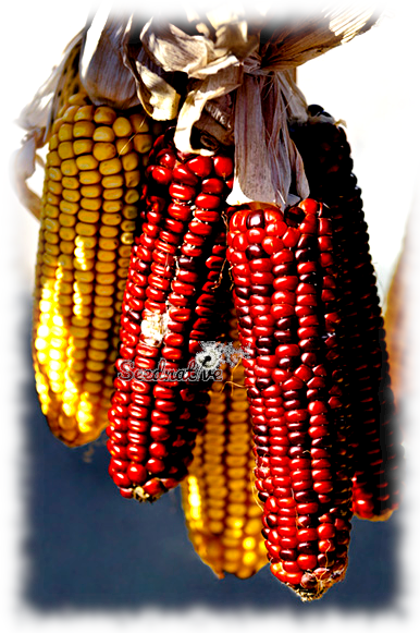 Zea mays - Maíz Rojo - 30 semillas