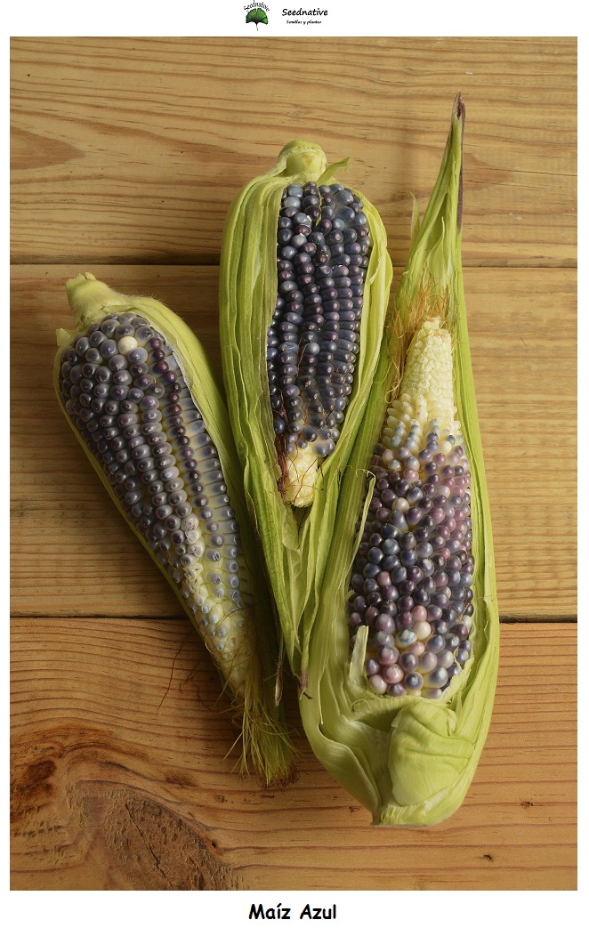 Zea mays - Maíz Azul - 30 semillas
