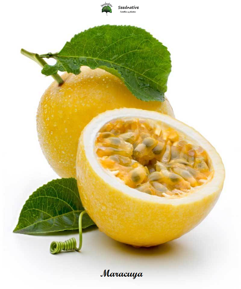 Passiflora edulis - Maracuya Amarillo - 15 semillas - fruta de la pasión