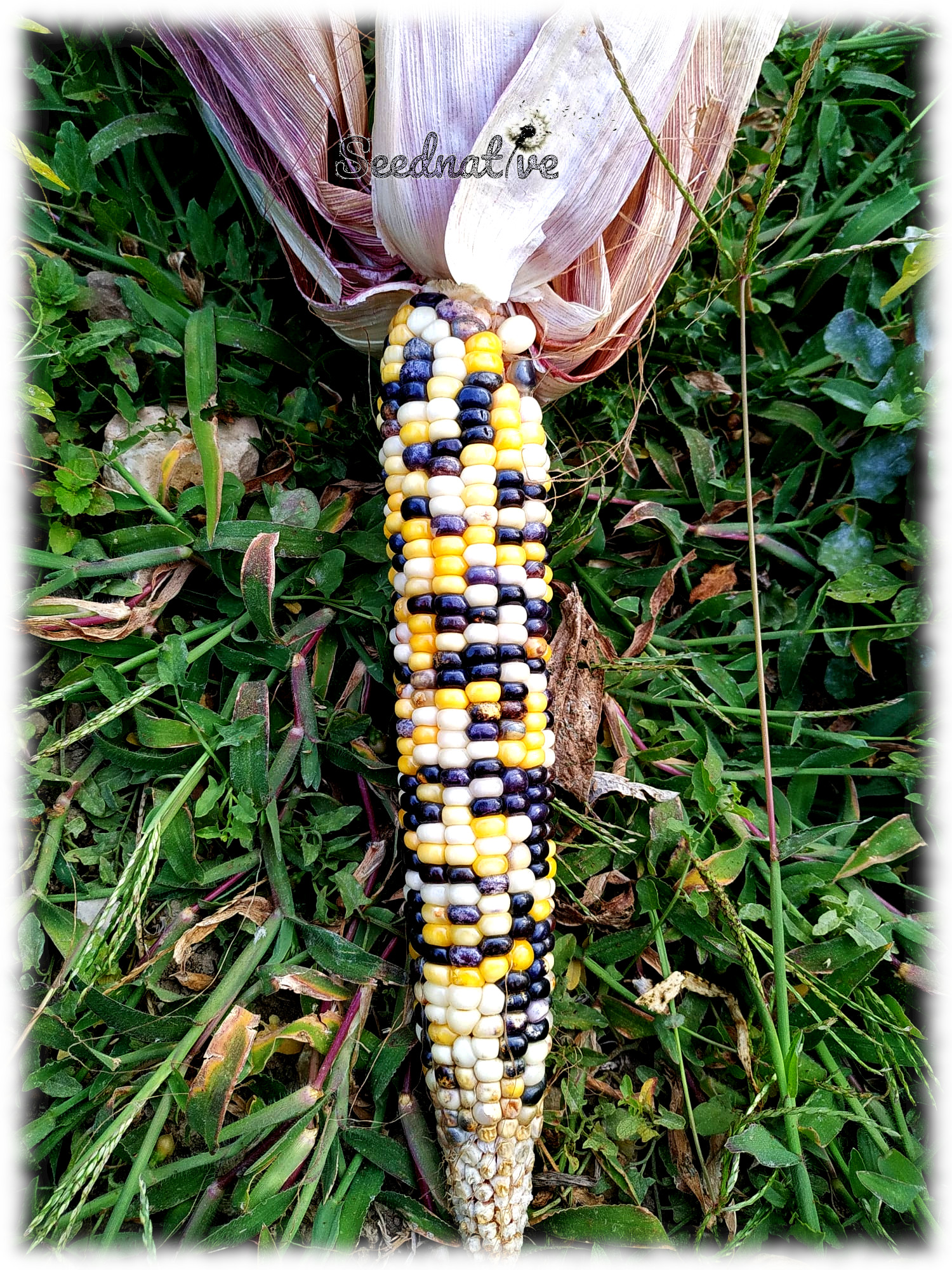 Zea mays - Maíz Multicolor - 30 semillas