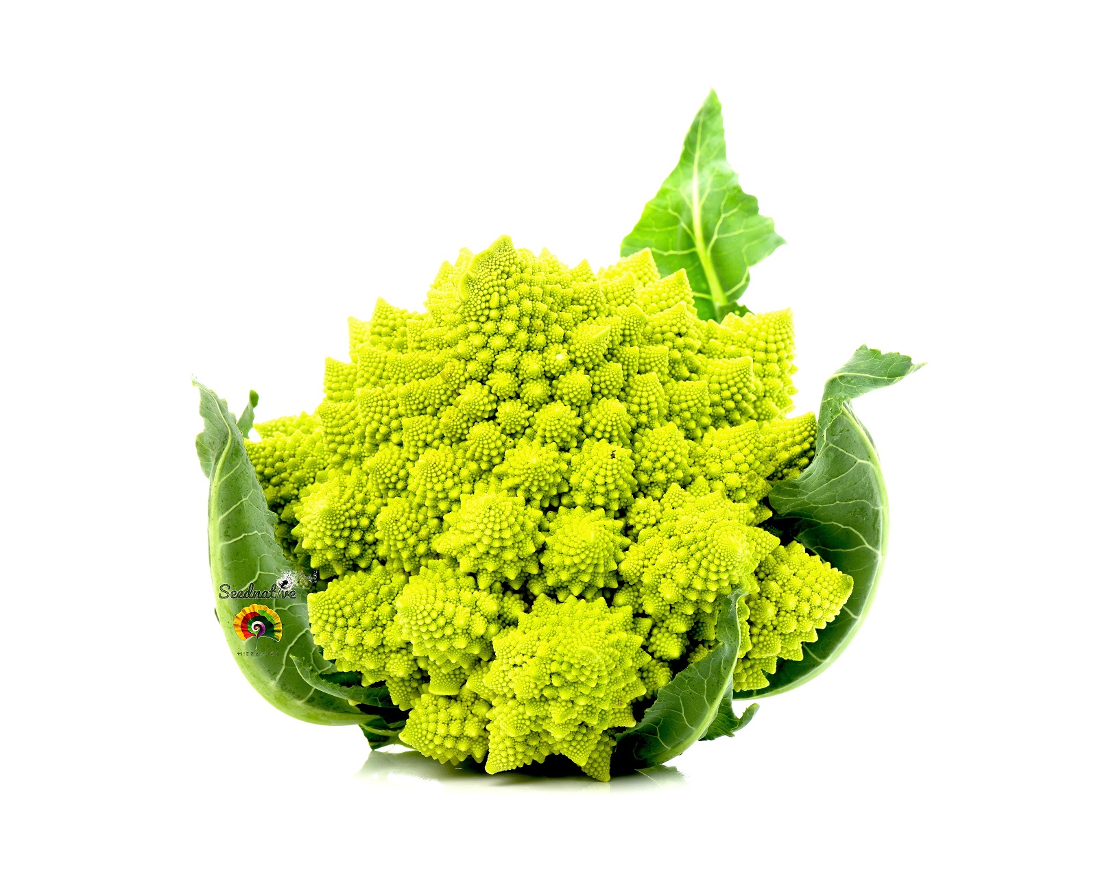 Coliflor Romanesco Natalino - 500 semillas