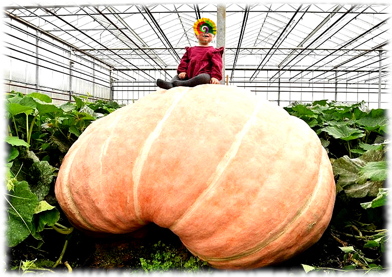 Calabaza Atlantic Giant - 15 semillas