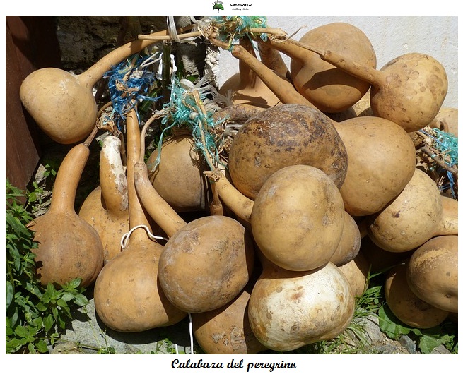 Lagenaria siceraria - Calabaza del Peregrino - 15 semillas 