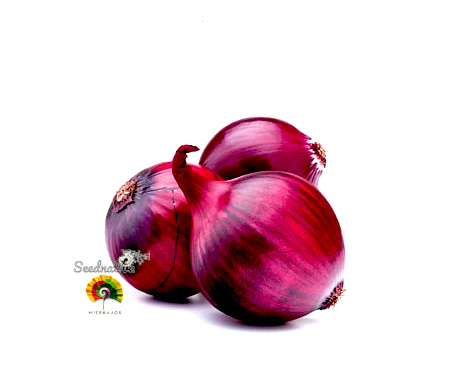 Cebolla Roja de zalla - 1000 semillas 