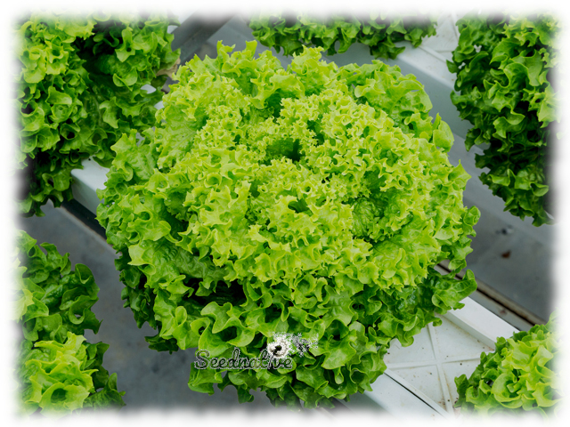 Lechuga Lollo Bionda - 1000 semillas