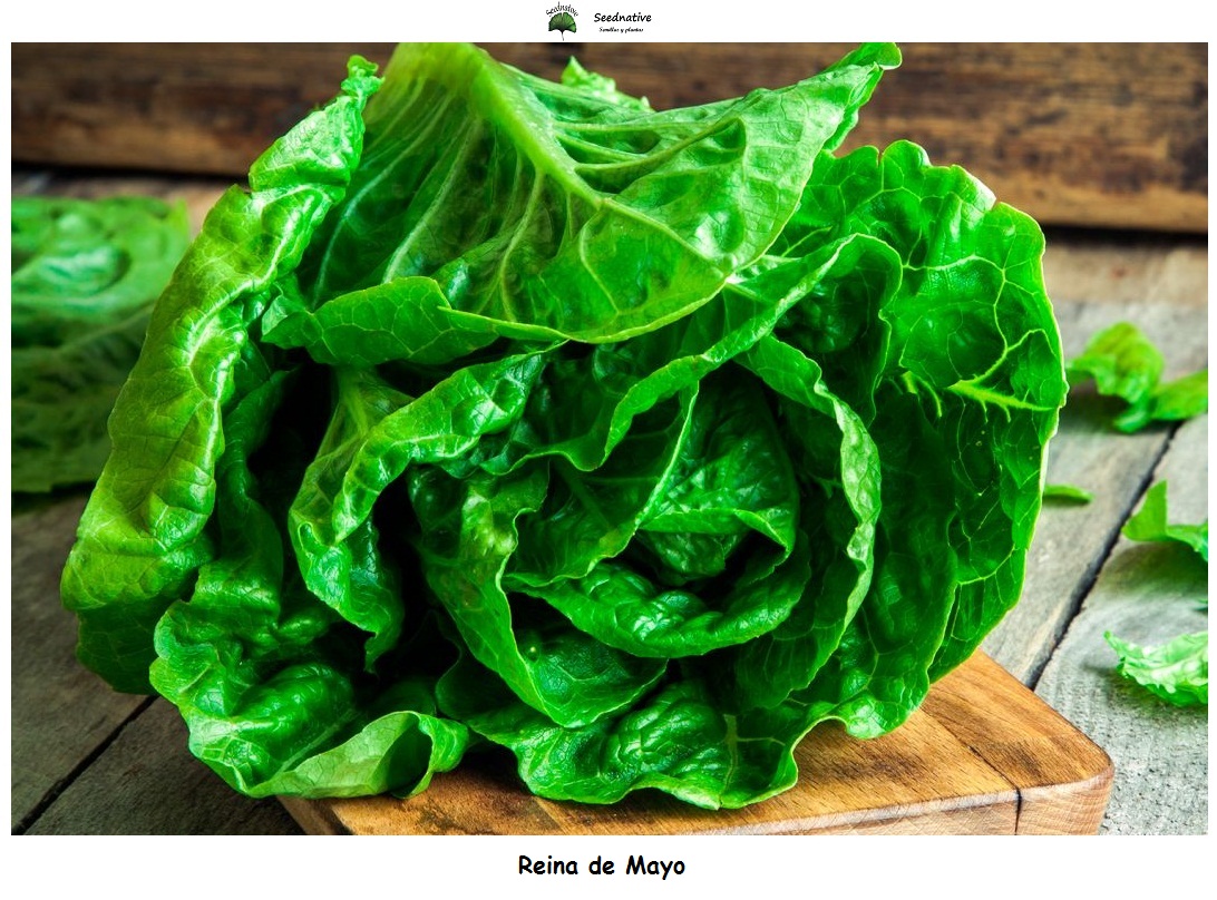 Lechuga Reina de Mayo - 1000 semillas - seeds