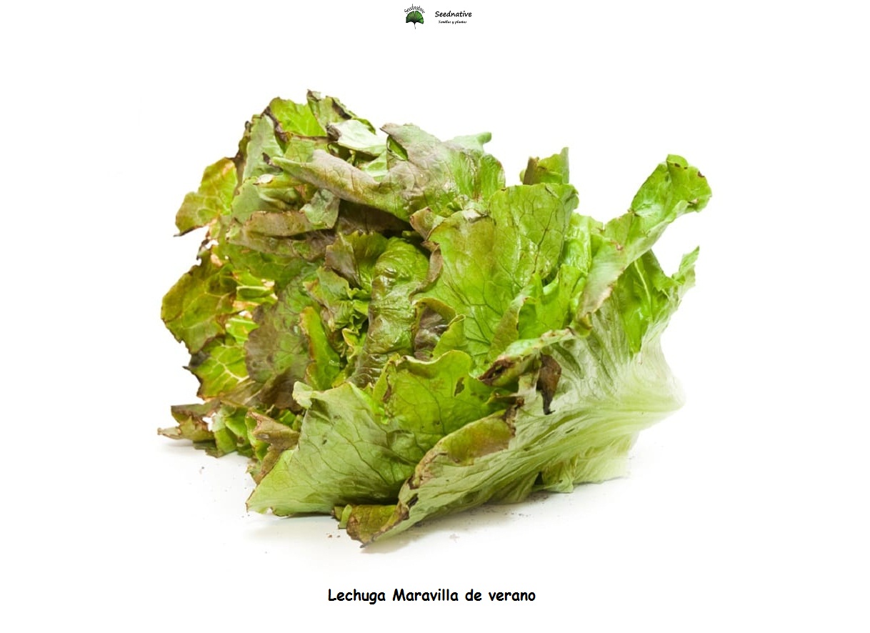 Lechuga Maravilla de verano - 1000 semillas 