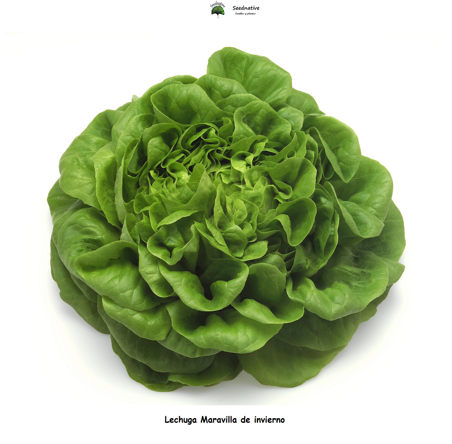 Lechuga Maravilla de invierno - 1000 semillas
