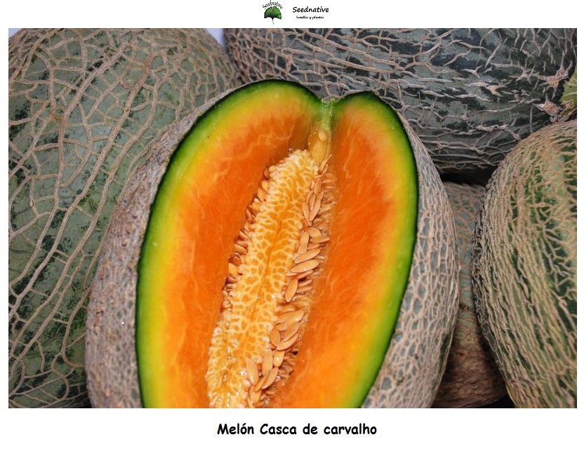 Melón Casca de Carvalho - 100 semillas - seeds