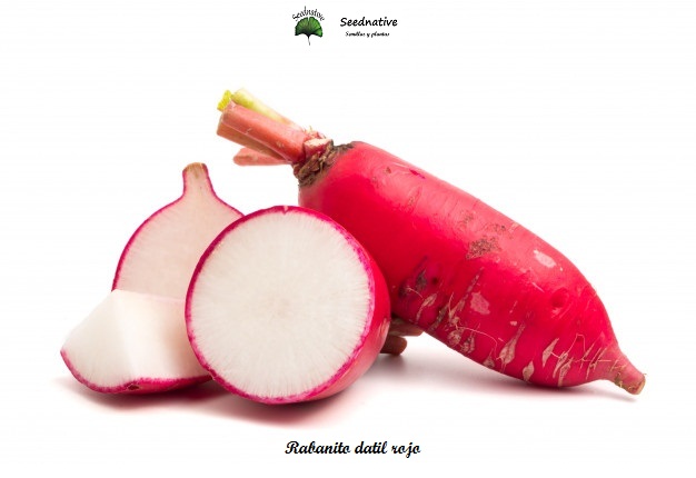 Rabanito Datil Rojo - 1000 semillas 