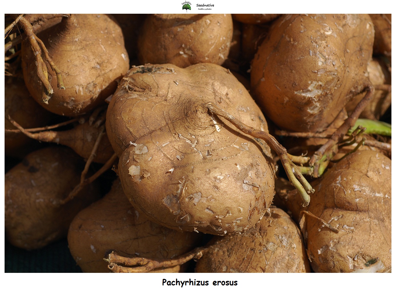 Pachyrhizus erosus - Jicama - 10 semillas