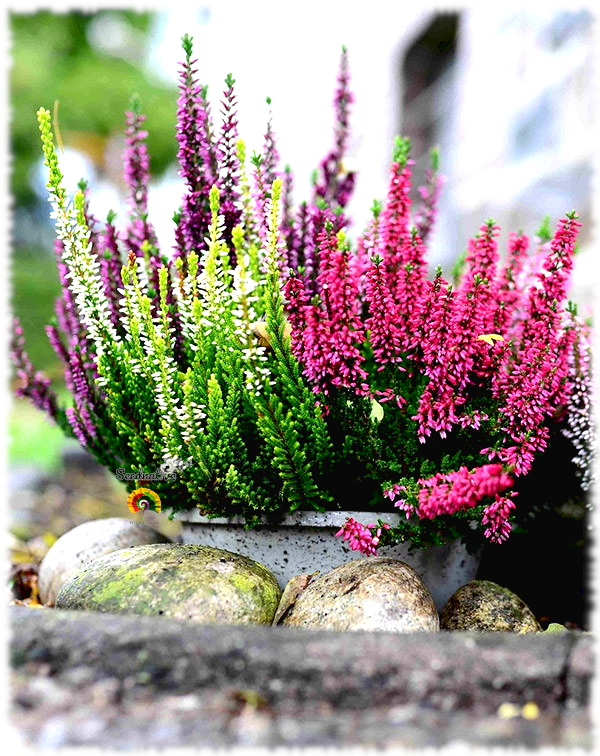 Calluna vulgaris - Brezo multicolor - 3000 semillas