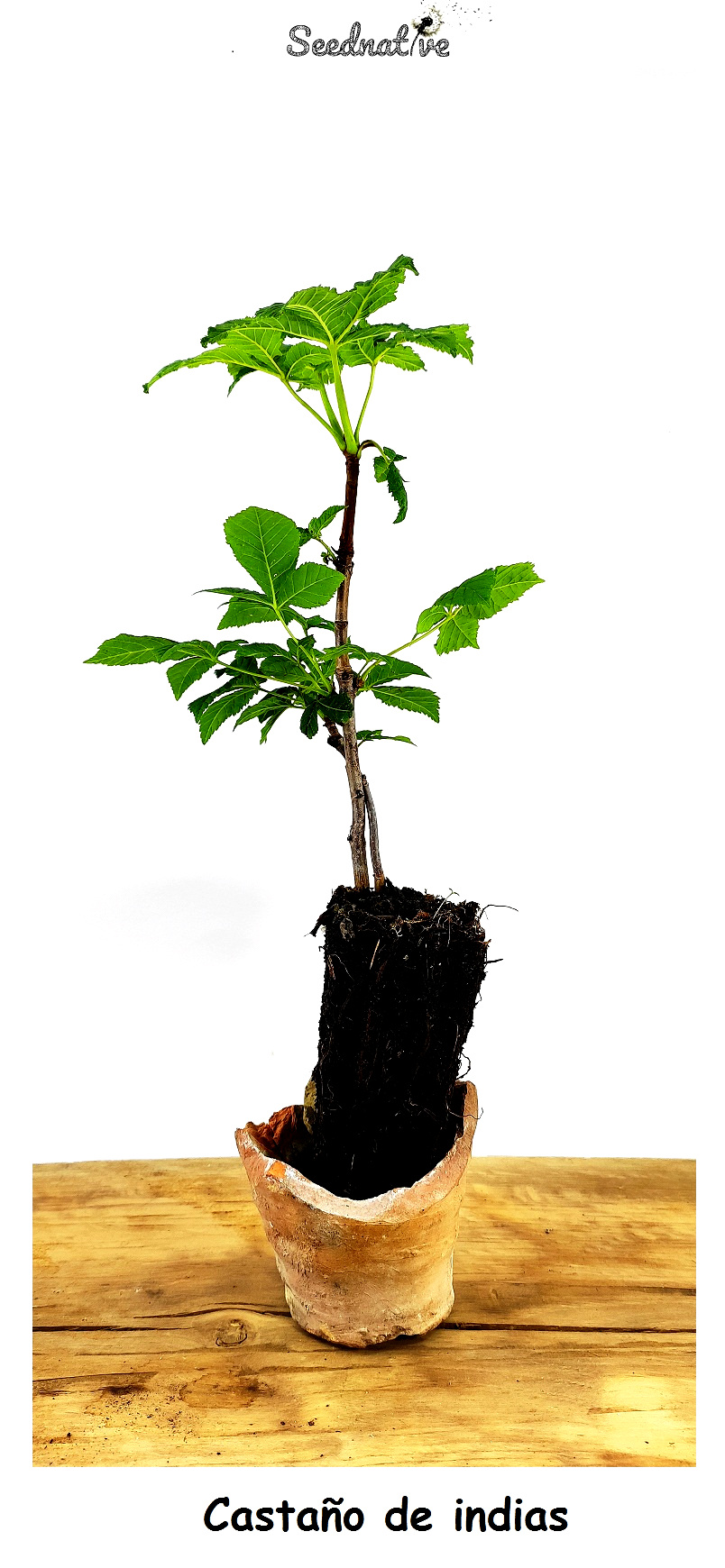 Planta de Aesculus hippocastanum - Castaño de indias - 2 años