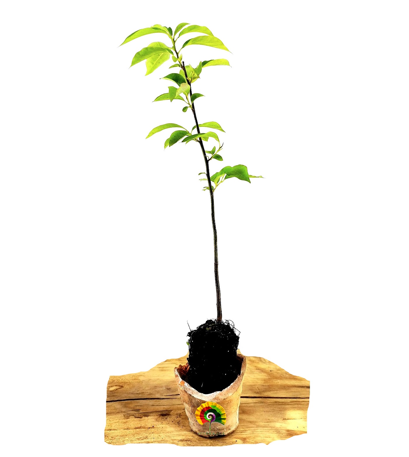 Planta Diospyros lotus - Caqui
