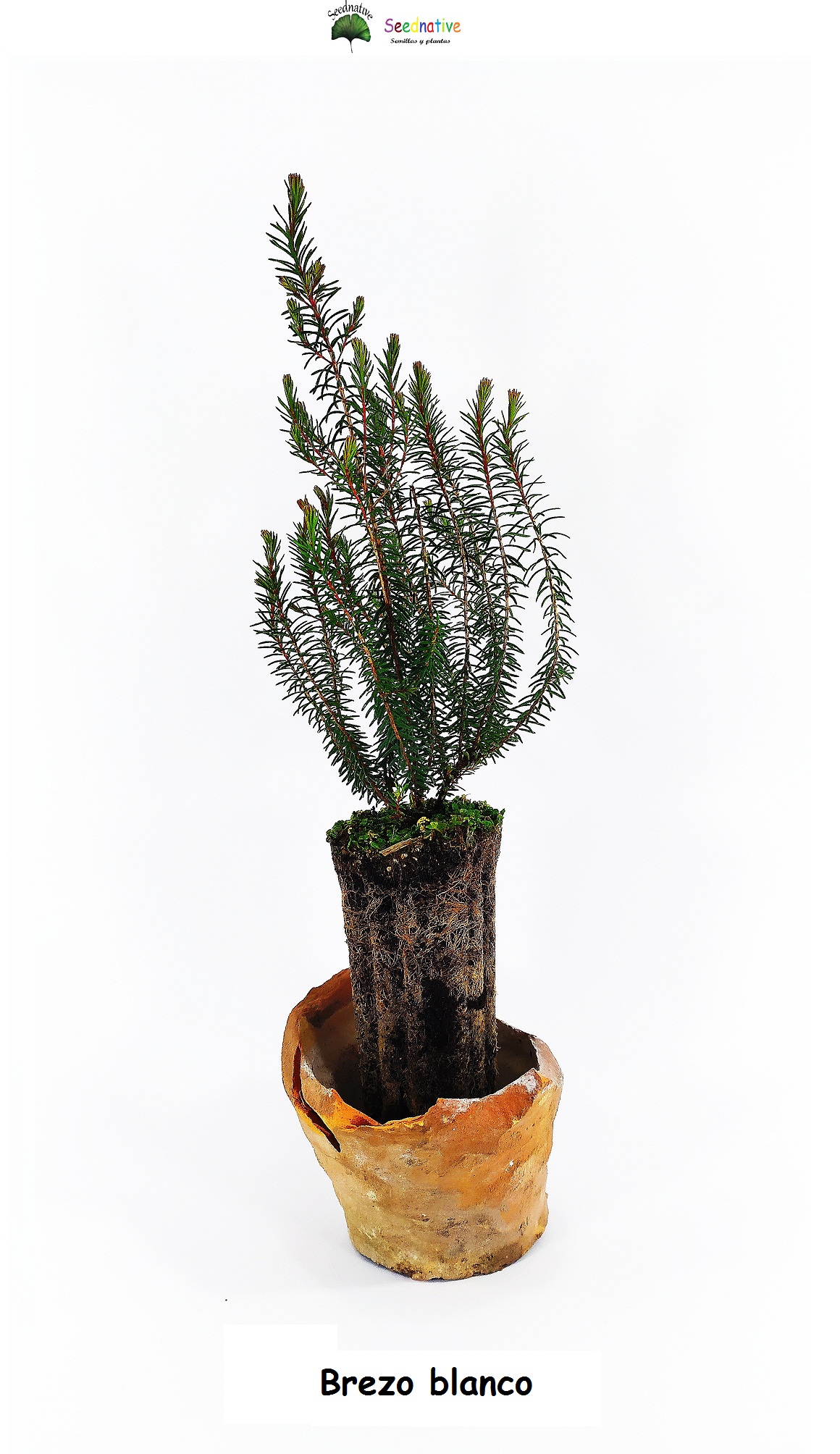 Planta de Brezo blanco - Erica arborea - 2 años