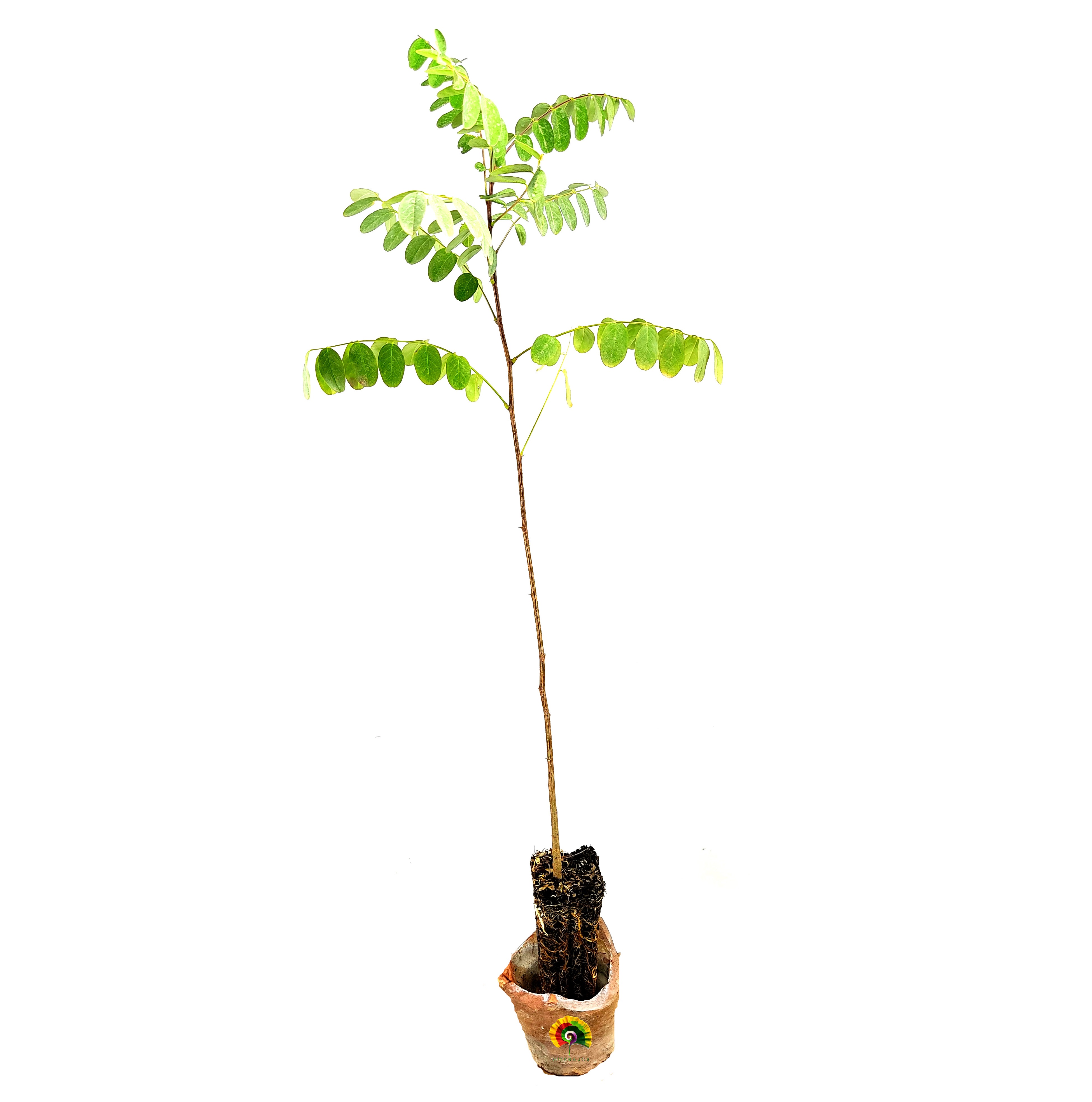 Planta Robinia pseudoacacia - Falsa acacia 