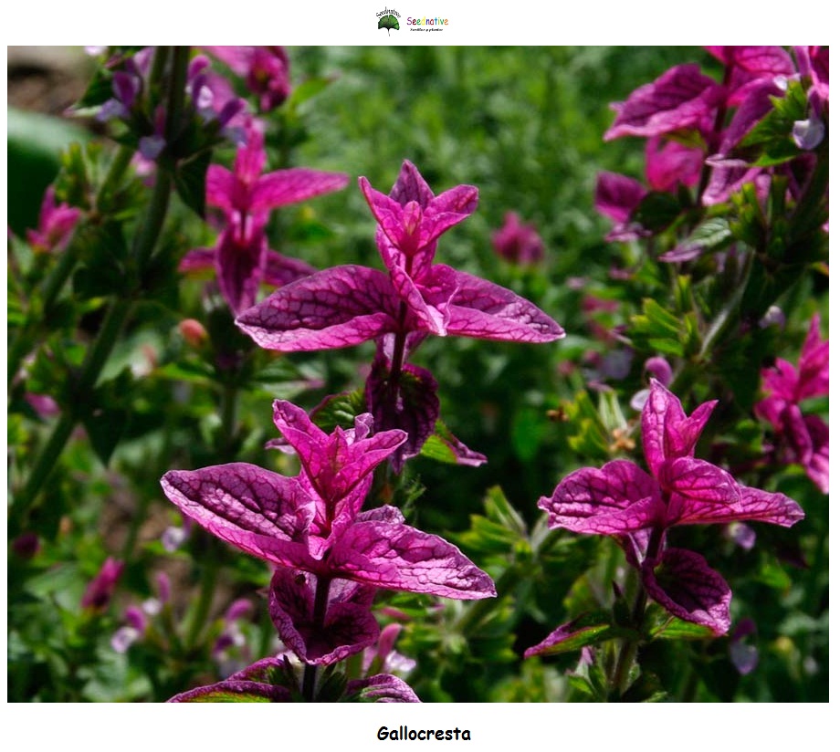 Salvia viridis - Gallocresta - 100 semillas