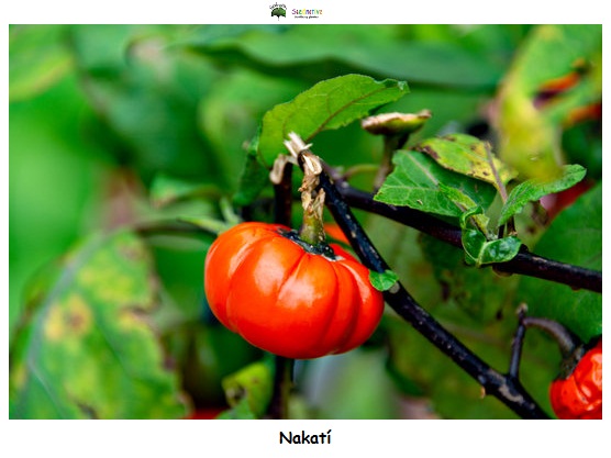 Solanum aethiopicum - Nakatí - 50 semillas