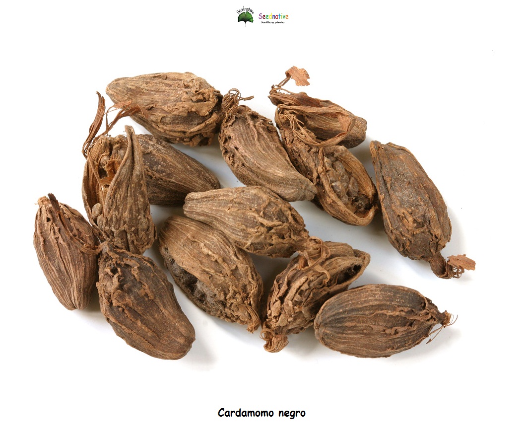 Amomum subulatum - Cardamomo negro - 10 semillas - Seeds