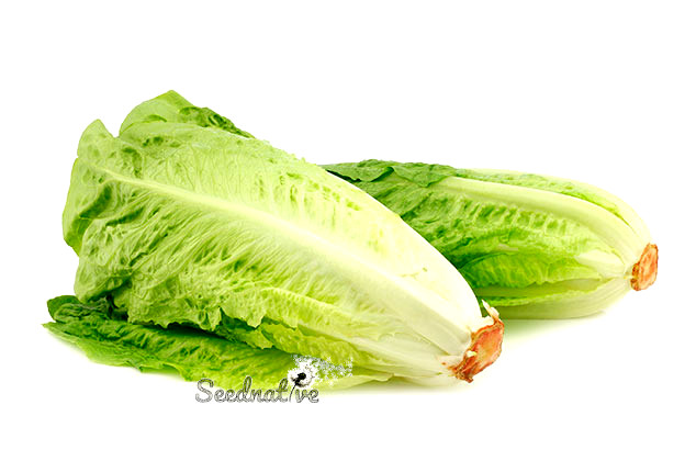 Lechuga Romana larga rubia - 1000 semillas