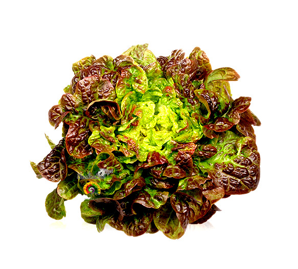 Lechuga Hoja de Roble - 1000 semillas