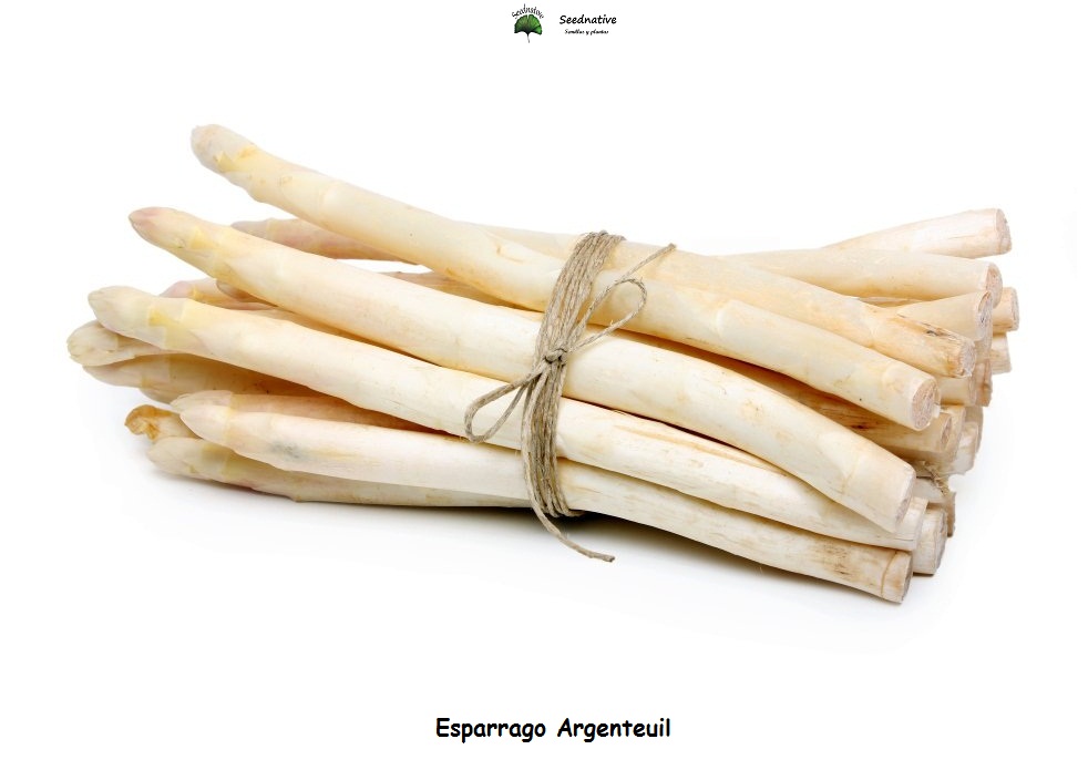 Esparrago Argenteuil - 100 semillas - seeds