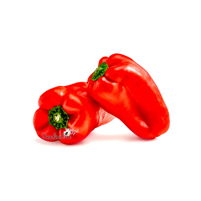 Pimiento Grueso de Plaza - 150 semillas
