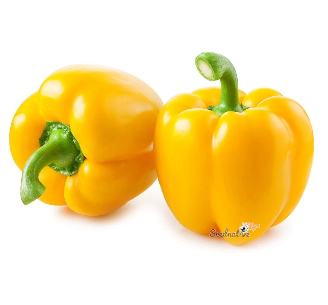 Pimiento Quadrato d'asti Giallo - 150 semillas