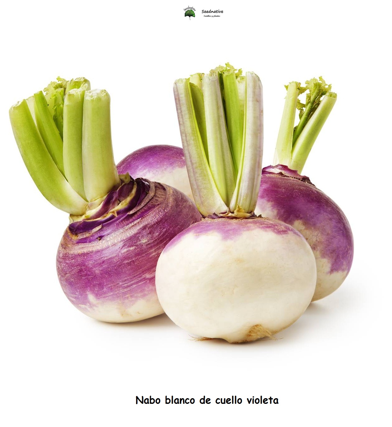 Nabo blanco de cuello violeta - 5000 semillas
