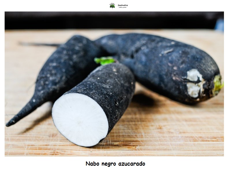 Nabo Negro azucarado - 5000 semillas