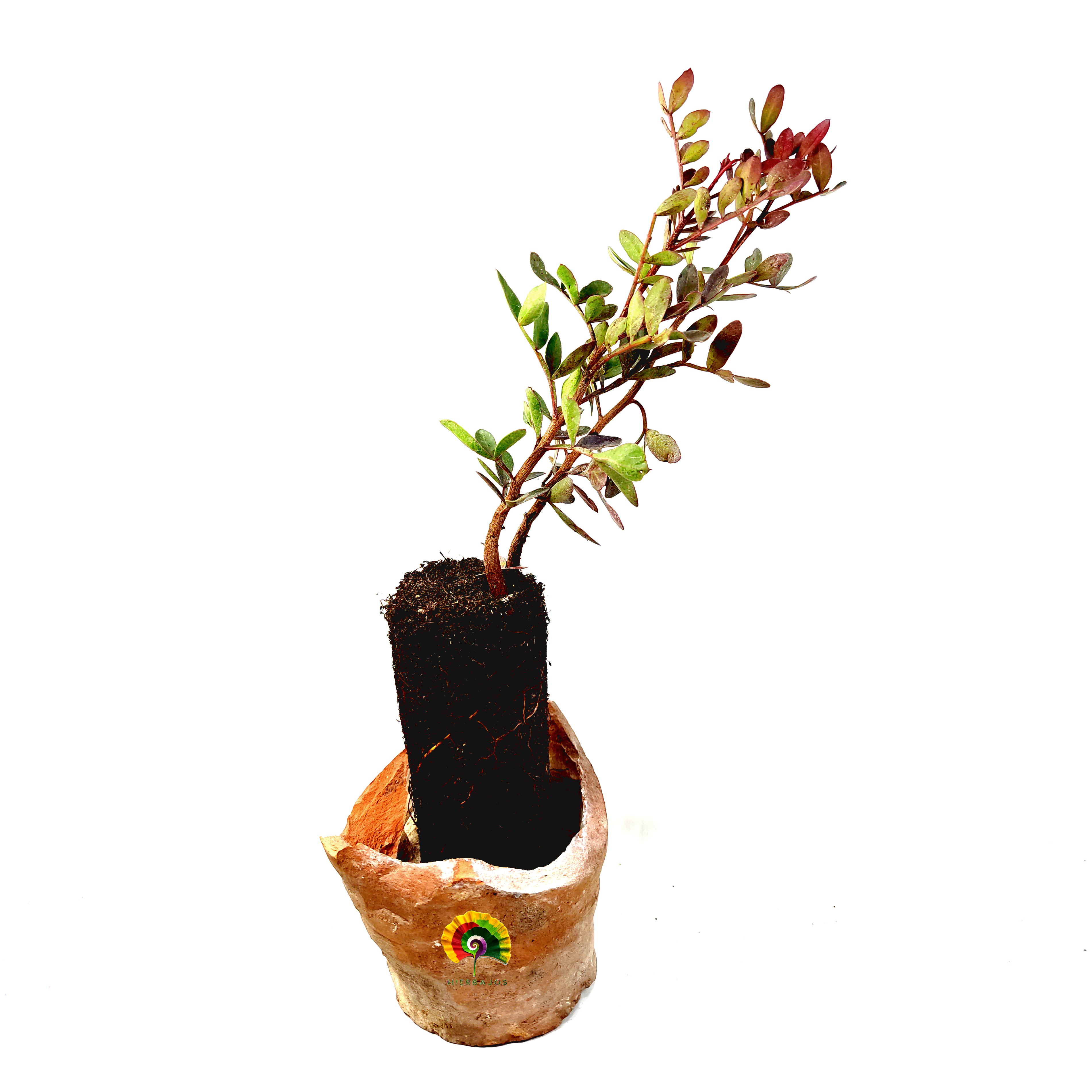 Planta Pistacia lentiscus - Lentisco 