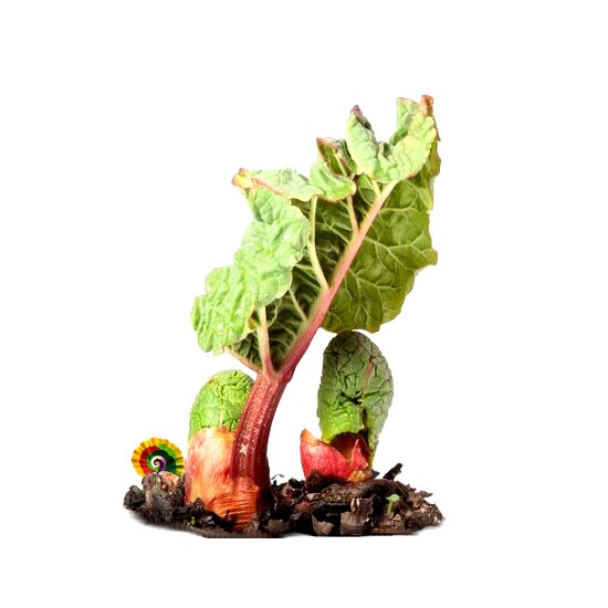 Rheum rhabarbarum - Ruibarbo - 50 semillas