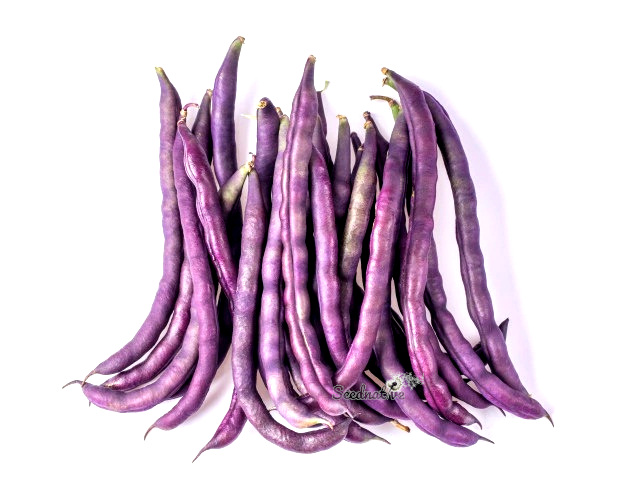 Judía Amethyst - 100 semillas - Mata baja